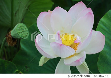 Lotus flower bicolor lotus flower pink and white lotus 38106755