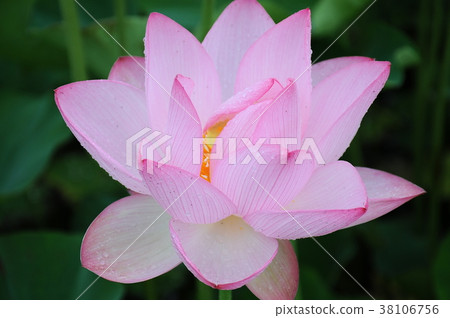 Ancient lotus of rain Ancient lotus rain makeup Hasuike Amane 38106756