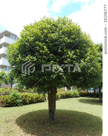 Gold tree oak tree in the park Gold tree oak tree in the park 38106777