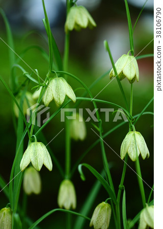 Bimo flowers 38106790