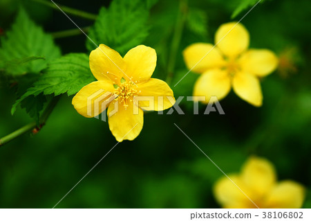 Yamaboki flowers Yamaboki flowers 38106802