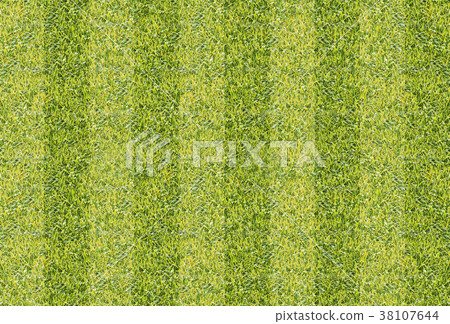 Seamlessly green grass texture background Seamlessly green grass texture background 38107644