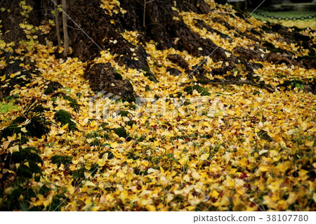 Fallen leaves of Ginkgo in the upper day temple 38107780