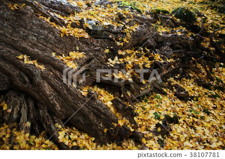 Fallen leaves of Ginkgo in the upper day temple 38107781