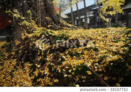 Fallen leaves of Ginkgo in the upper day temple 38107782