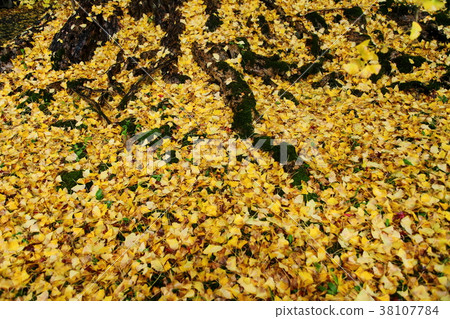 Fallen leaves of Ginkgo in the upper day temple 38107784