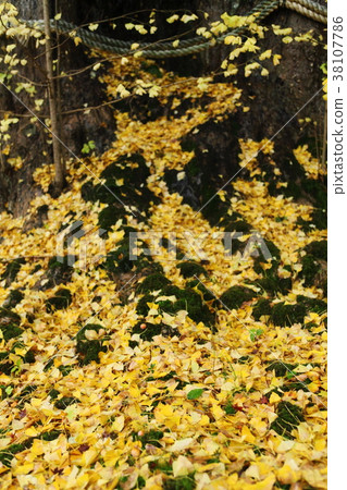 Fallen leaves of Ginkgo in the upper day temple 38107786