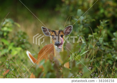 Female barking deer Tongue out for cleaning Female barking deer Tongue out for cleaning 38108158
