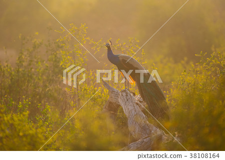 Indian peafowl or Blue peafowl Indian peafowl or Blue peafowl 38108164