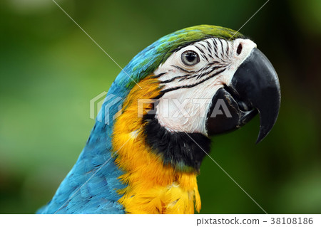 Face of The blue-and-gold macaw Face of The blue-and-gold macaw 38108186