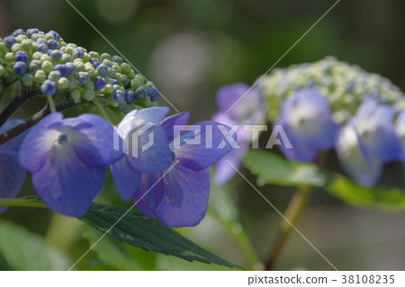 初夏開花繡球花紫色繡球花 照片素材 圖片 圖庫 初夏開花繡球花紫色繡球花 照片素材 圖片 圖庫
