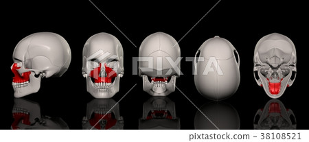 Maxillary bone orientation list 38108521