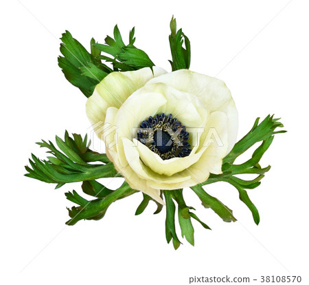 White anemone flower 38108570