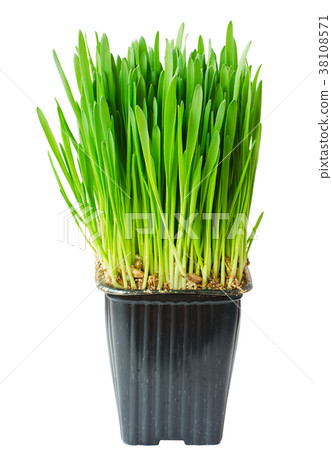 Fresh sprouts of oat grass in a pot 38108571