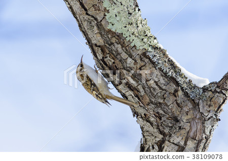 Kibashiri (wood running) 38109078