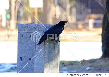 The crow Koganei Park of the watering place of the park The crow Koganei Park of the watering place of the park 38109104