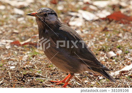 Up of Starlings Koganei Park Up of Starlings Koganei Park 38109106