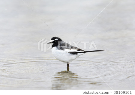 Seguro Sekirei（背黑玫瑰） 38109161