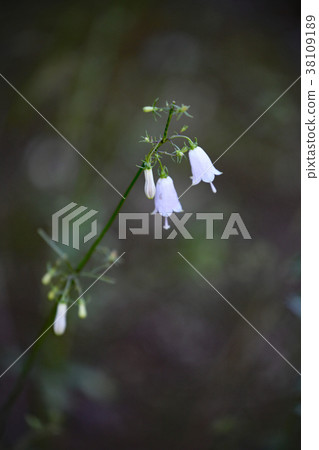 Tuliganinjin 38109189