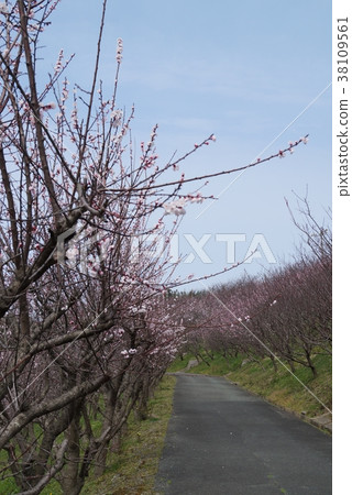 青苔包圍的道路 38109561