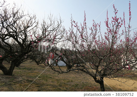 奧亞拜林 38109752