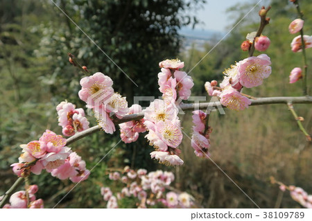 Aoya Bairin 38109789