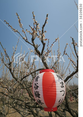Aoya Meirin-Plum Festival Venue- Aoya Meirin-Plum Festival Venue- 38109830
