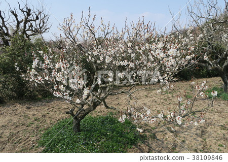 Aoya Meirin-Plum Festival Venue- 38109846
