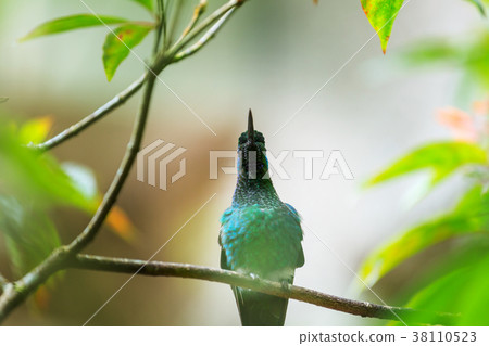 Kolibri Kolibri 38110523