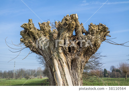 The head of a basket willow, Salix viminalis in The head of a basket willow, Salix viminalis in 38110564