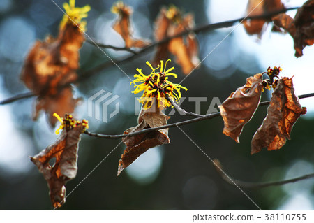 Sinamansaku花和剩餘的葉子 38110755
