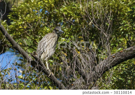 Hoshigoi that stops in the tree of Sudagii 38110814