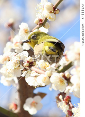 White-eye reflection White-eye reflection 38111528
