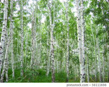 birch forest 38111698