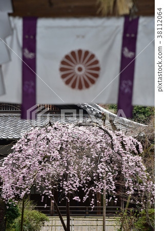 Weeping cherry blossoms at Minase Shrine in full bloom in spring 38112064