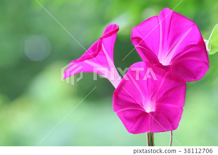 牽牛花紅色花3輪 牽牛花紅色花3輪 38112706