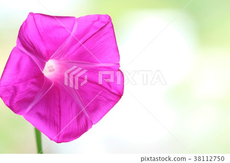 牽牛花紅色花關閉 牽牛花紅色花關閉 38112750