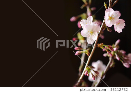 Sakura 1/5 Sakura 1/5 38112782