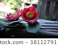 Camellia 38112791