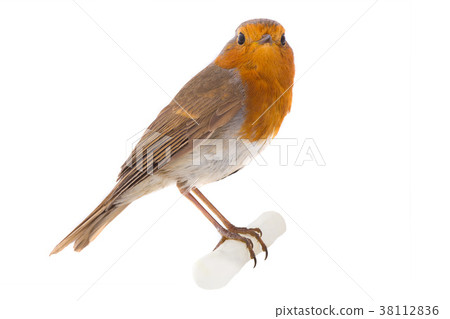 European robin (Erithacus rubecula) 38112836