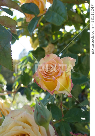 Rose (Emerald Isle) 38113247