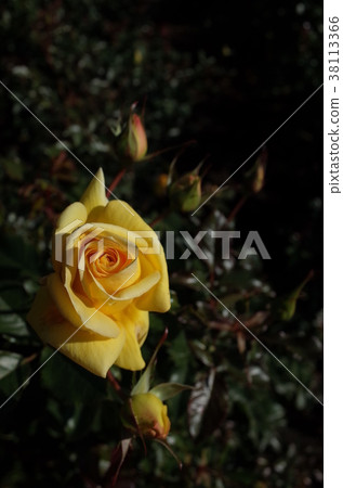 Rose (Sun Flare) 38113366
