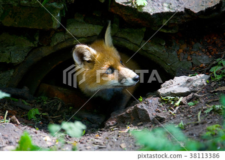 A little fluffy red fox. 38113386