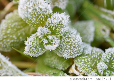 Frost 38113701