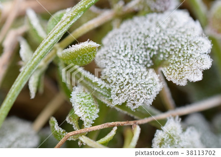 Frost Frost 38113702