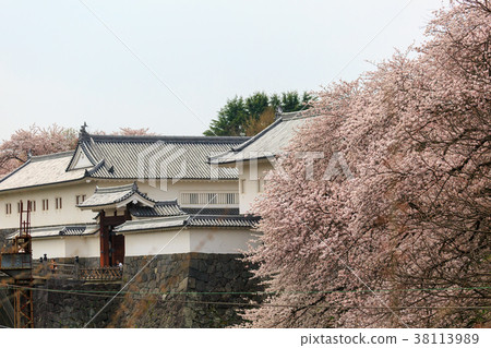 Cherry blossoms at Kasumi Park 38113989