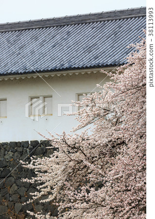 Kasumi公園的櫻花 38113993