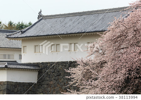 Kasumi公園的櫻花 38113994