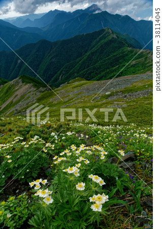 The alpine plant communities of the Kitadake Pass Line and the distant view of Kaikomagatake The alpine plant communities of the Kitadake Pass Line and the distant view of Kaikomagatake 38114045