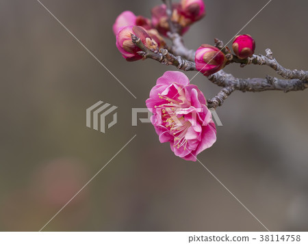 Red plum, ume, beginning to bloom 38114758